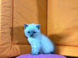 45 Günlük Bluepoint Ve British Shorthair Yavrularımız