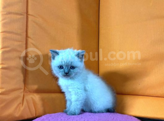 45 Günlük Bluepoint Ve British Shorthair Yavrularımız görsel