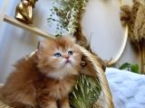 Safkan Ful Şecereli Golden British Longhair Bebeklerim