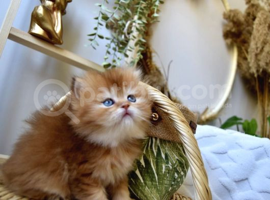 Safkan Ful Şecereli Golden British Longhair Bebeklerim görsel
