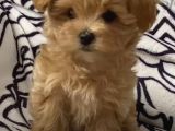 Teacup 2 Kg Garanti̇si̇ Altinda Kirmizi Red Tooy Poodle 
