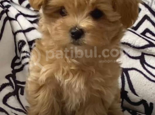 Teacup 2 Kg Garanti̇si̇ Altinda Kirmizi Red Tooy Poodle  görsel