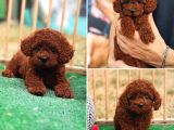 Kore Poodle kısa kuyruk orjinal redbrown