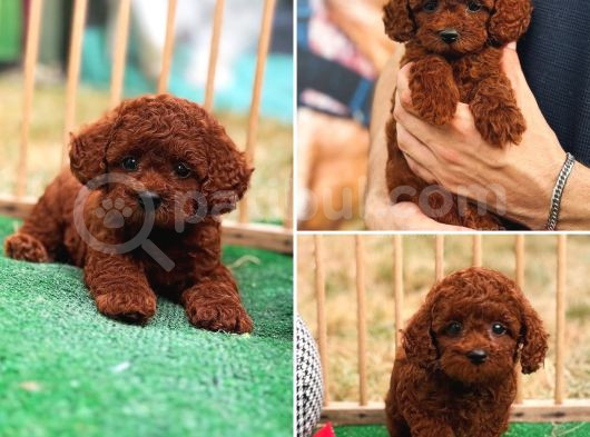 Kore Poodle Kısa Kuyruk Orjinal Redbrown
