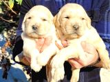 golden retriever bebekler