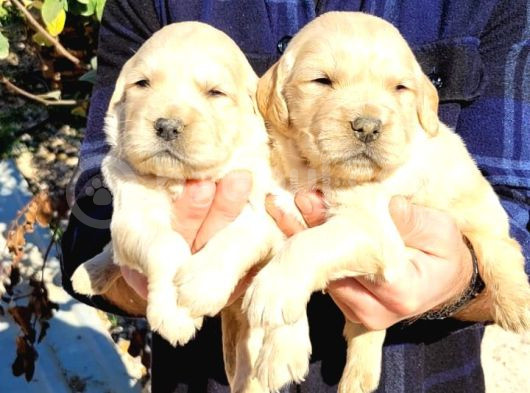 Golden Retriever Bebekler