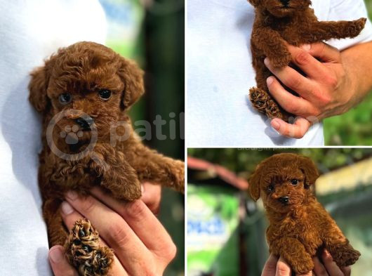 Kore Poodle Kısa Kuyruk Orjinal Redbrown görsel