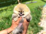 Pomeranian Boo Teddy Bear Ayi Surat Orjinal Büyümez