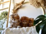 Safkan Ful Şecereli Golden British Longhair Bebeklerim