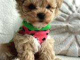 Kore kan maltipoo yavrular