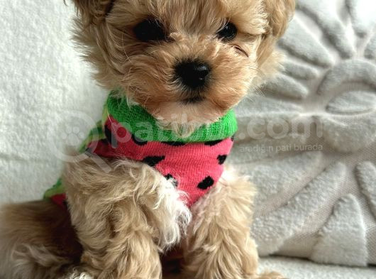 Kore Kan Maltipoo Yavrular