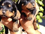 rottweiler yavruları