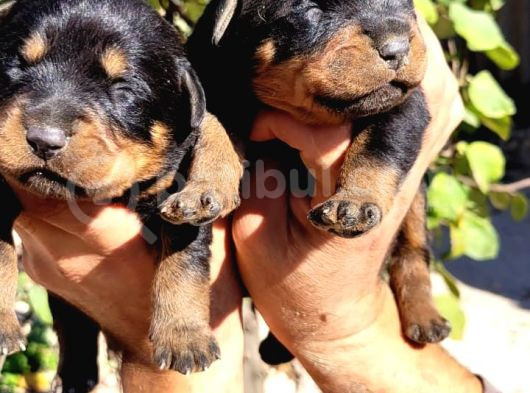 Rottweiler Yavruları