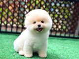 Pomeranian boo teddy Bear ayi surat orjinal Büyümez