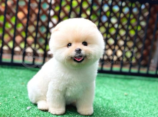 Pomeranian Boo Teddy Bear Ayi Surat Orjinal Büyümez