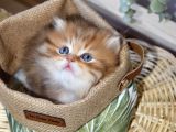 Safkan Ful Şecereli Golden British Longhair Bebeklerim