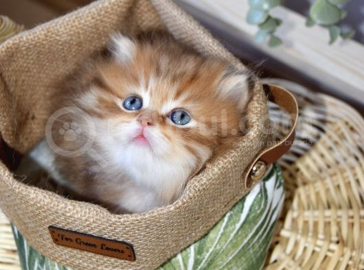 Safkan Ful Şecereli Golden British Longhair Bebeklerim görsel