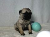 PUG MOPS BEBEKLER