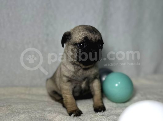 PUG MOPS BEBEKLER