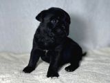 Pug Mops Bebekler