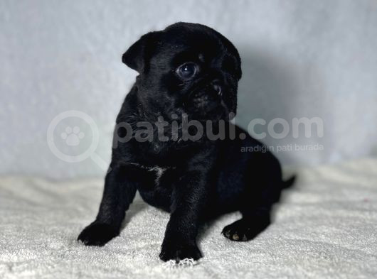 Pug Mops Bebekler görsel