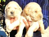 Golden Retriever Bebekler