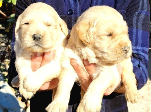 Golden Retriever Bebekler görsel