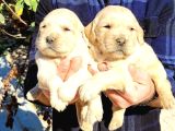 Golden Retriever Bebekler
