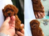 Kore Poodle Kısa Kuyruk Orjinal Redbrown