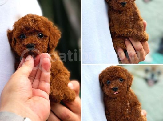 Kore Poodle Kısa Kuyruk Orjinal Redbrown görsel