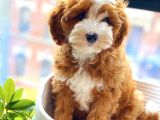 Kahve tonlu mini boy puppy sevimli yavrular MALTİPO CİNSİ 