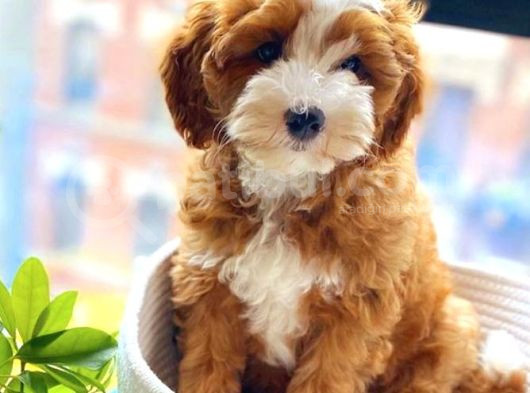 Kahve Tonlu Mini Boy Puppy Sevimli Yavrular Malti̇po Ci̇nsi̇ 