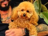 TEACUP 2 KG GARANTİSİ ALTINDA KIRMIZI RED TOOY POODLE 