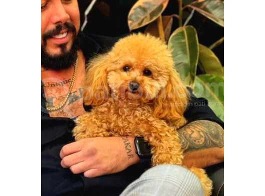 Teacup 2 Kg Garanti̇si̇ Altinda Kirmizi Red Tooy Poodle 