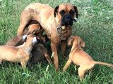 Akkuş Üreti̇m Çi̇ftli̇ği̇nden Boxer Yavrulari