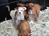 Akkuş Üreti̇m Çi̇ftli̇ği̇nden Boxer Yavrulari