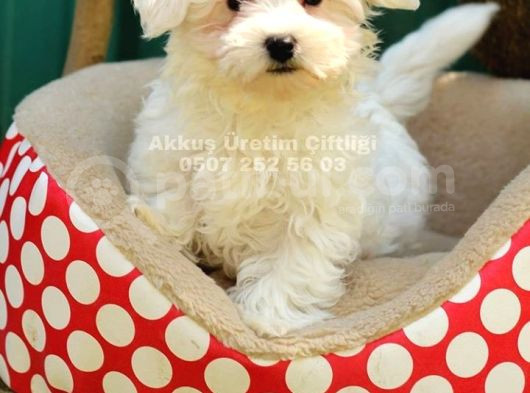Akkuş Üreti̇m Çi̇ftli̇ği̇nden Maltese Yavrulari görsel