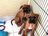 AKKUŞ ÜRETİM ÇİFTLİĞİNDEN BOXER YAVRULARI