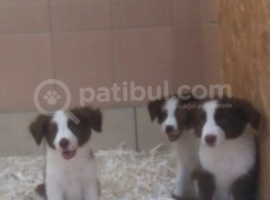 Akkuş Üreti̇m Çi̇ftli̇ği̇nden Border Colli̇e Yavrulari görsel