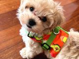 Kore Kan Maltipoo Yavrular