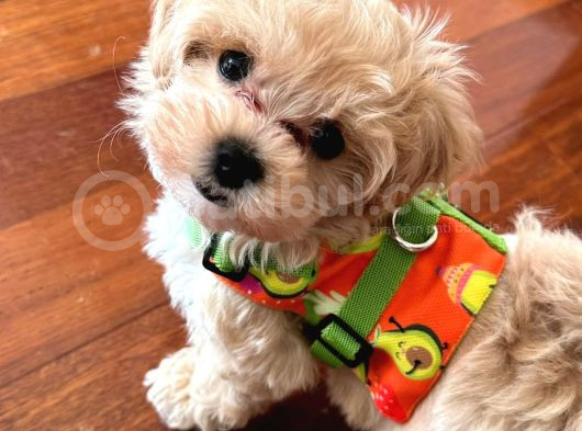 Kore Kan Maltipoo Yavrular görsel