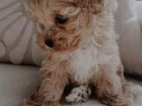 Kore Kan Maltipoo Yavrular