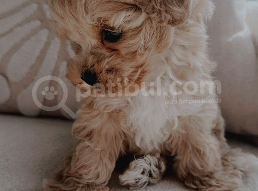 Kore Kan Maltipoo Yavrular görsel