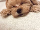 Kore Kan Maltipoo Yavrular