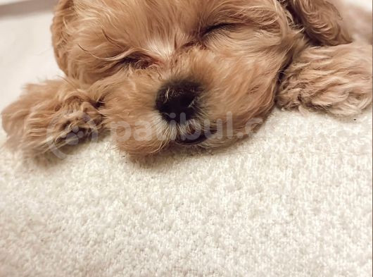 Kore Kan Maltipoo Yavrular görsel
