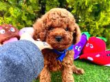 Bu Yavruları Görmeden Poodle Sahiplenme