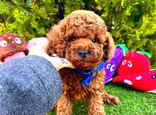 Bu Yavruları Görmeden Poodle Sahiplenme görsel