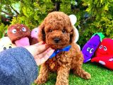 Bu Yavruları Görmeden Poodle Sahiplenme