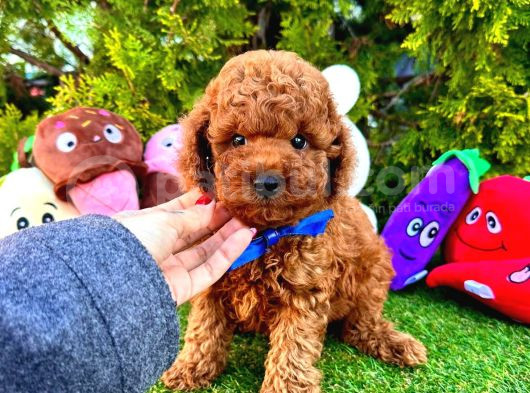 Bu Yavruları Görmeden Poodle Sahiplenme görsel