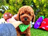 Bu Yavruları Görmeden Poodle Sahiplenme
